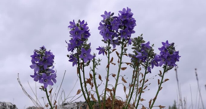 Campanules violettes sauvages en fleurs sur de hautes tiges