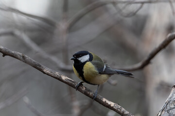 Cute bird Great tit, songbird sitting on a branch without leaves in the autumn or winter. © Dmitrii Potashkin