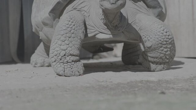 Close-Up Portrait of a Giant Tortoise Turning Its Head