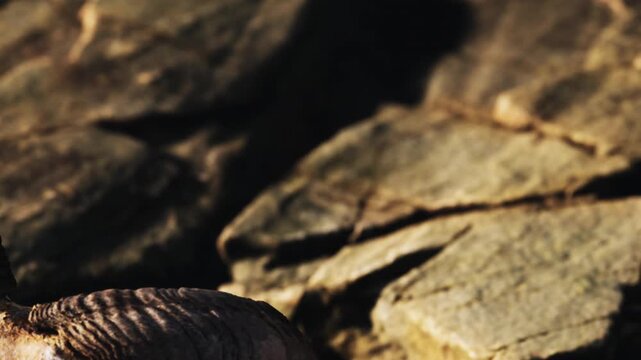 Bighorn sheep horn rests on rocky mountain ground outdoors during daytime, showing detailed curved ridges and natural textures on the surface.