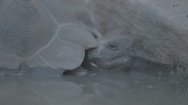Young Tortoise Soaking in Shallow Muddy Water Beside Rocks