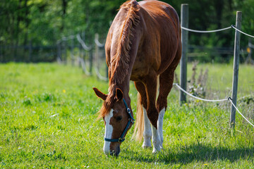 Chestnut horse grazing in a fenced pasture during the day © Fleuronica