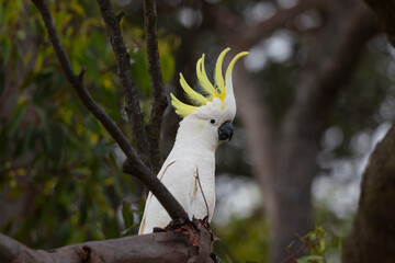 Photograph of an Australian Sulphur Crested Cockatoo sitting and relaxing on a tree branch on a sunny day while searching for food in the Blue Mountains in New South Wales, Australia © Phillip Wittke