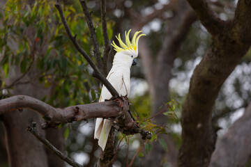 Photograph of an Australian Sulphur Crested Cockatoo sitting and relaxing on a tree branch on a sunny day while searching for food in the Blue Mountains in New South Wales, Australia © Phillip Wittke