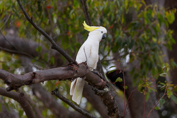 Photograph of an Australian Sulphur Crested Cockatoo sitting and relaxing on a tree branch on a sunny day while searching for food in the Blue Mountains in New South Wales, Australia © Phillip Wittke