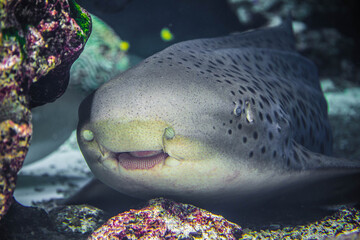 水族館 © kentarou