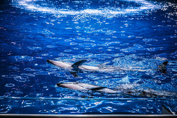 水族館 © kentarou