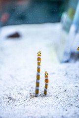 水族館 © kentarou