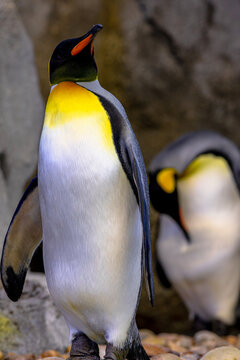King penguin standing on textured grey rocks, side profile tilted upward into light, showcasing striking black, orange and white plumage against a dark backdrop. Species: Aptenodytes patagonicus