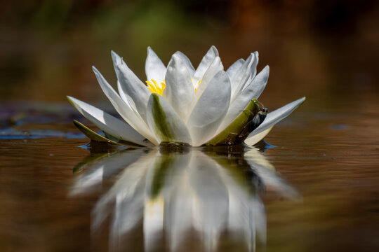 A native Fragrant Water Lily (Nymphaea odorata) with an aquatic insect clinging to the sepal.
