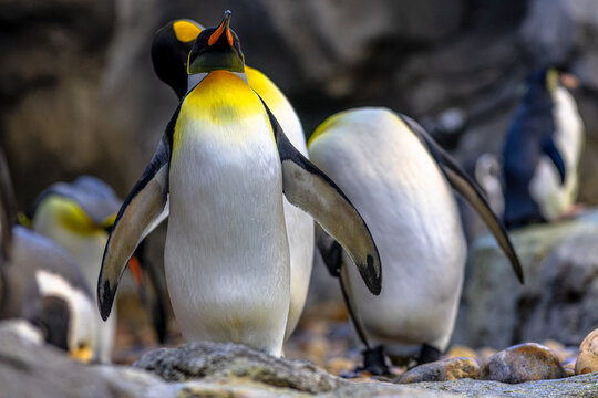 King penguins standing and preening, their vibrant orange-yellow necks contrasting with black-and-white bodies against dark coastal rock in their subantarctic habitat. Species: Aptenodytes patagonicus