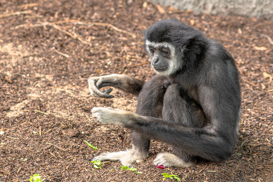 Black white-handed gibbon, a lar gibbon (Hylobates lar), sitting on the ground and eating fresh lettuce, with pale hands and dark fur against a wood-chip habitat
