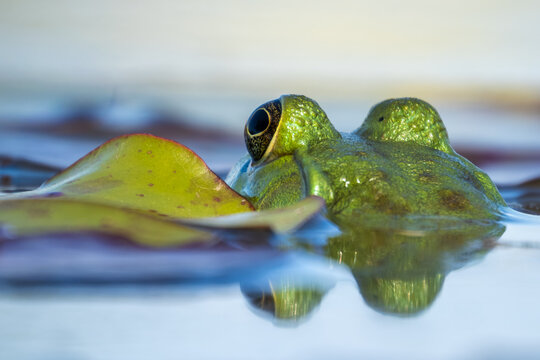 An American bullfrog(Lithobates catesbeianus) posing by a senescing water lily leaf.
