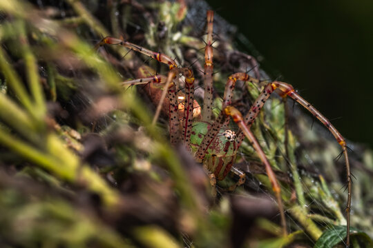 A female Green Lynx spider (Peucetia viridans) blending in perfectly with the shrubbery.