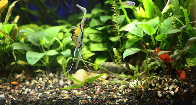 Angelfish adorned with striking patterns of rich yellow and deep black glides gracefully through the lush, warm waters of a bustling tropical community aquarium