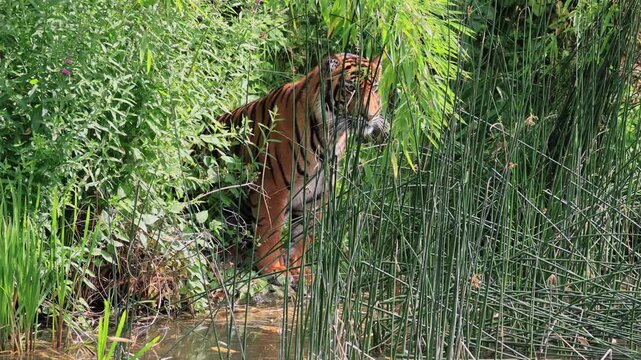 Sumatran tiger (Panthera tigris sumatrae), adult, alert, camouflage, Sumatra
