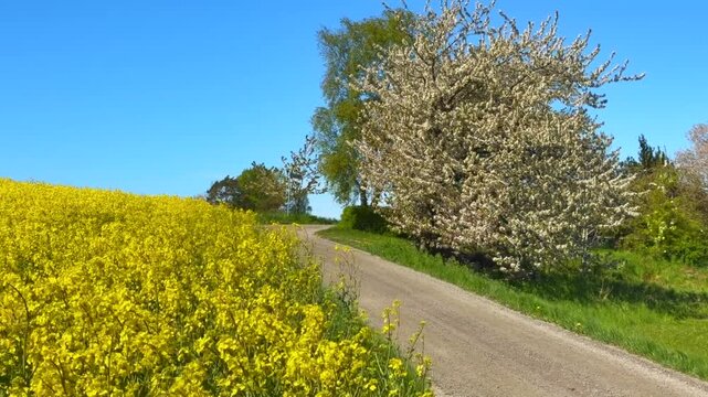 Blooming rapeseed by a tiny gravel road and blooming tree and blue sky in Ystad municipality, Sk&aring;ne county, Sweden, Scandinavia
