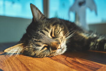 Close-Up of a Sleeping Tabby Cat Face in Sunlight © LoloStock