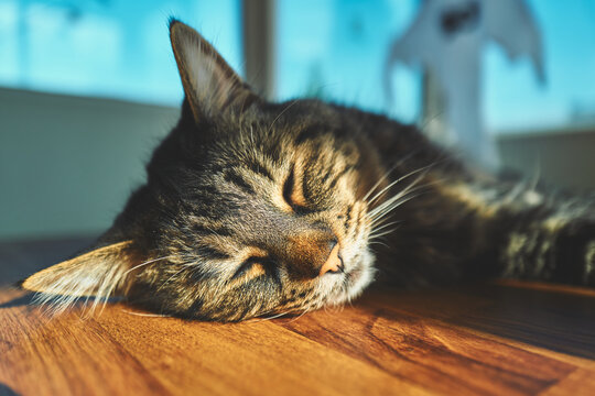 Close-Up of a Sleeping Tabby Cat Face in Sunlight