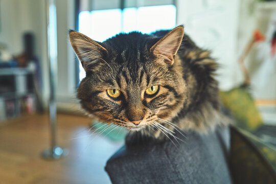 Tabby Cat with Golden Eyes Sitting on a Grey Sofa