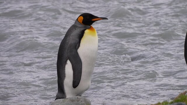 A king penguin stands in profile beside a South Georgia stream, slowly turning and lifting its head while its flippers rest against its sides and rippling water fills the background behind the bird.