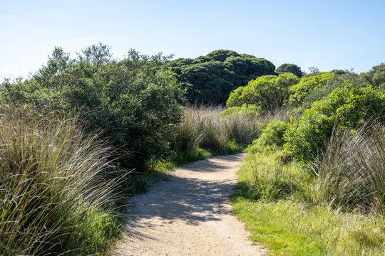 A gravel nature trail winds through dense coastal scrubland in Anglesea, Victoria, Australia, flanked by native vegetation. Bushland walking track and nature-based tourism on Great Ocean Road.