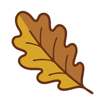 Autumn oak leaf botanical illustration vector