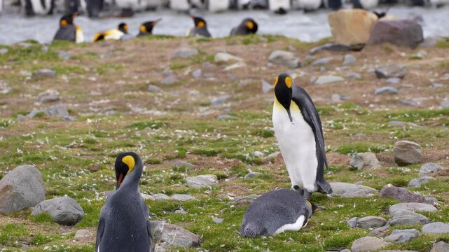 A king penguin preens and extends a flipper beside a bird lying on grassy ground in South Georgia, then steps forward among stones while other penguins stand beside the stream in the background.
