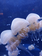 jellyfish in aquarium © Sunny