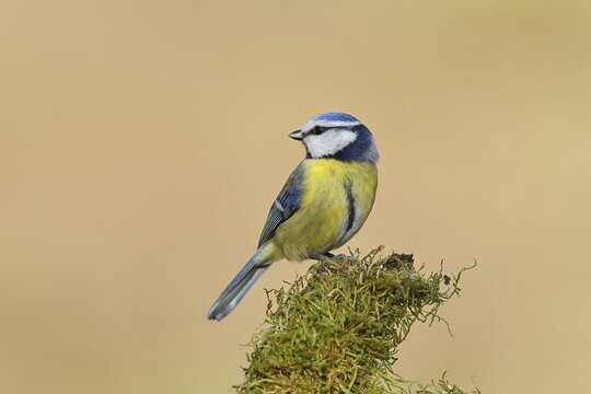 Blue tit (Parus caeruleus), sitting on moss-covered dead wood, Wilnsdorf, North Rhine-Westphalia, Germany