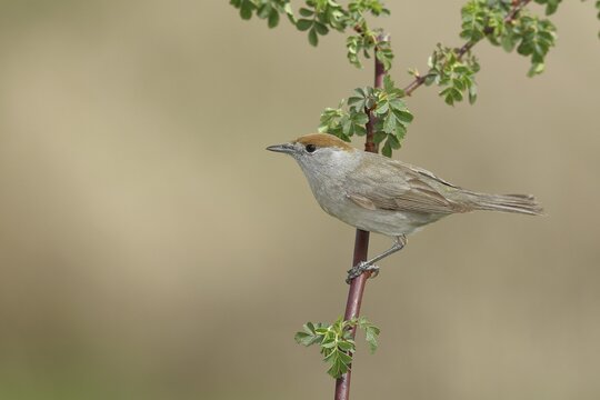 Blackcap (Sylvia atricapilla), female, sitting on a branch of a dog rose (Rosa canina), dog rose, migratory bird, Wilden, North Rhine-Westphalia, Germany