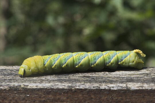Caterpillar of the Death's head hawkmoth (Acherontia atropos), Ering, Bavaria, Germany