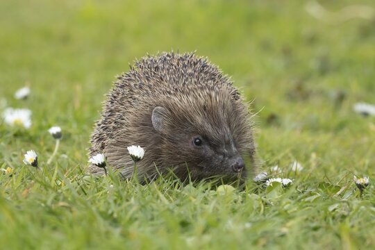 European hedgehog (Erinaceus europaeus) adult animal on a garden lawn with flowering daisies, Suffolk, England, United Kingdom