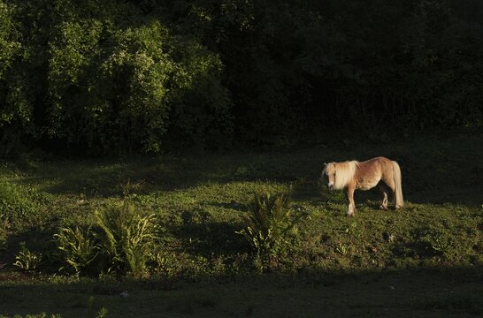 Pony on pasture in a garden, &Eacute;tretat, Normandy, Seine-Maritime, France