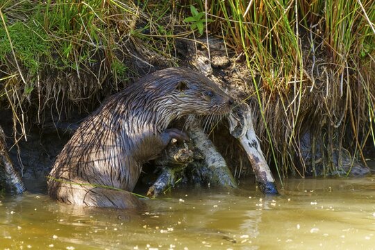 An otter explores the bank with exposed roots with interest, European otter (Lutra lutra) Germany