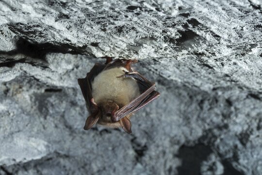 Greater mouse-eared bat, mouse-ear, myotis myotis, bats, chiroptera, bats, mammals, mammals, winter sleep, hibernation