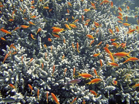 Anthias in a coral, orange fairy basslet, Dahab, Sinai, Egypt