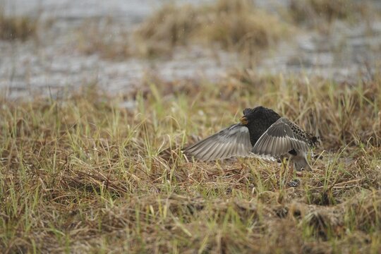 Ruff (Calidris pugnax) Courtship behaviour in the rain at a Tundra lake, Lapland, Northern Norway, Norway, Scandinavia