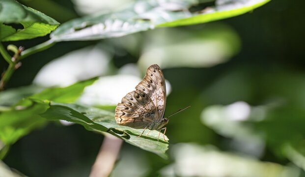 Butterfly sitting on a leaf in rainforest, Murchison Falls National Park, Western Region, Uganda