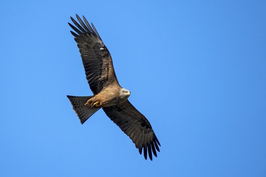 Black kite (Milvus migrans) flying in front of blue sky, M&uuml;nster, Tyrol, Austria