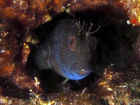 A ringneck blenny (Parablennius pilicornis) peeks out from a dark underwater cave, dive site: Cap de Creus Marine Reserve, Rosas, Costa Brava, Spain, Mediterranean Sea