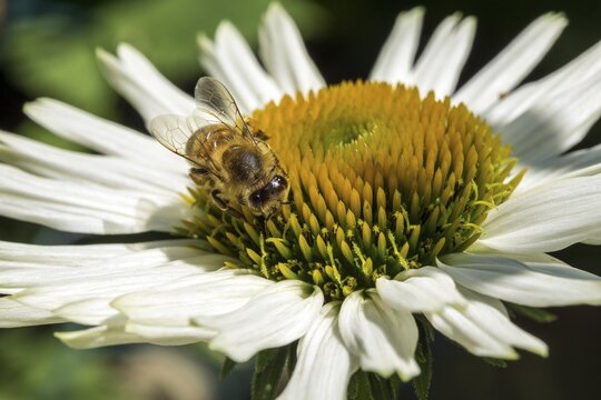 Honey bee (Apis mellifera) collecting nectar on white-flowered coneflower (Echinacea purpurea), Baden-W&uuml;rttemberg, Germany