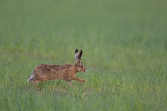 European brown hare (Lepus europaeus) adult running across a cereal field, Suffolk, England, United Kingdom