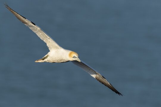 Flying gannet (Morus bassanus), North Sea, seabird, Germany