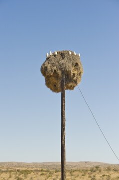 Nest of a Weaver Bird (Ploceidae), on an electricity pole, Namibia, Africa