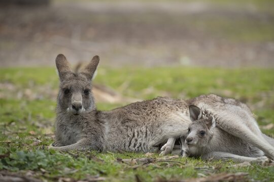 Eastern grey kangaroo (Macropus giganteus) adult female with a juvenile baby joey, Victoria, Australia