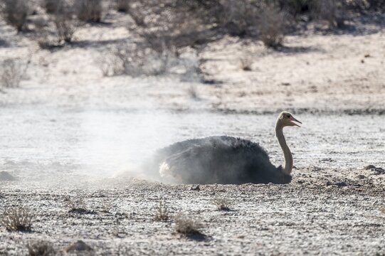 Dust bath, male, common ostrich (Struthio camelus), Kgalagadi Transfrontier National Park, Northern Cape, South Africa