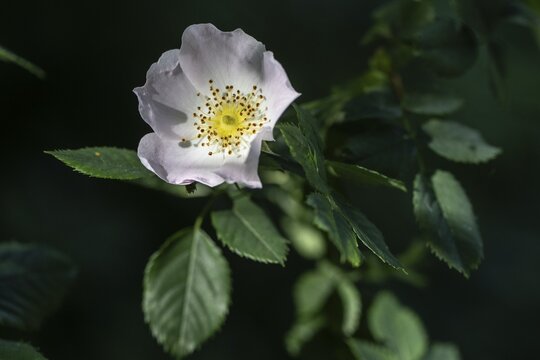 White dog rose (Rosa canina), Emsland, Lower Saxony, Germany