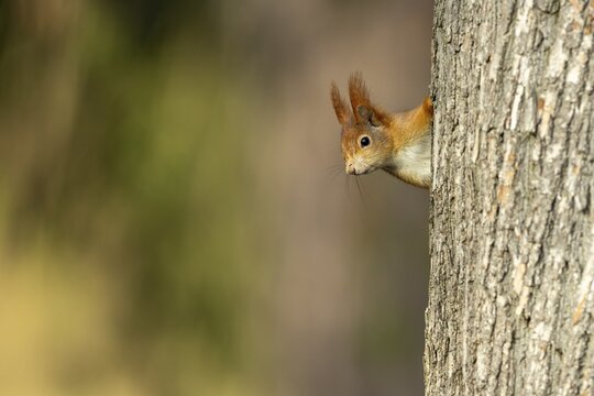 Eurasian red squirrel (Sciurus vulgaris) on a tree trunk, wildlife, Germany