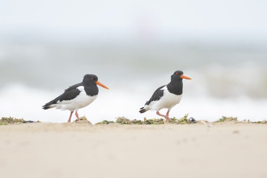 Euasian oystercatcher (Haematopus ostralegus) two adult wader birds on a beach in summer, England, United Kingdom